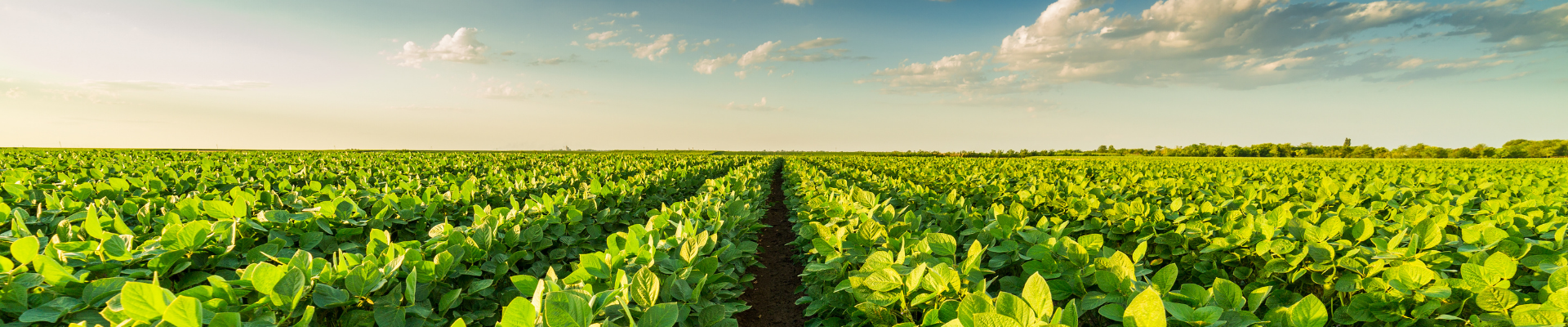 Agricultural crop fields representing ProjectLink project management and project planning services for agriculture and agribusiness projects